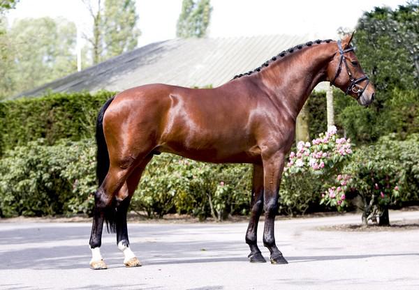 ZZ TOP - KWPN Cavallo da Sport Neerlandese 2004 ,  Glock's Tango