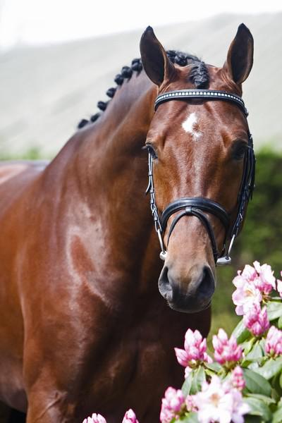 ZZ TOP - KWPN Cavallo da Sport Neerlandese 2004 ,  Glock's Tango