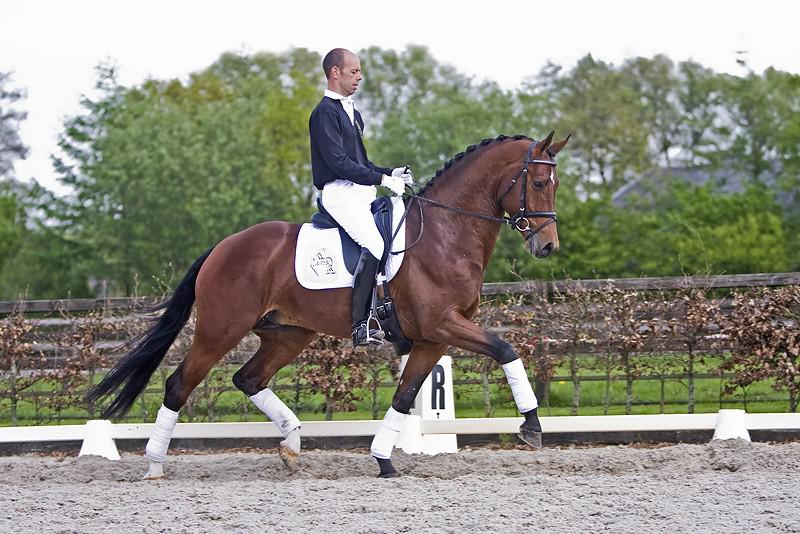 ZZ TOP - KWPN Cavallo da Sport Neerlandese 2004 ,  Glock's Tango