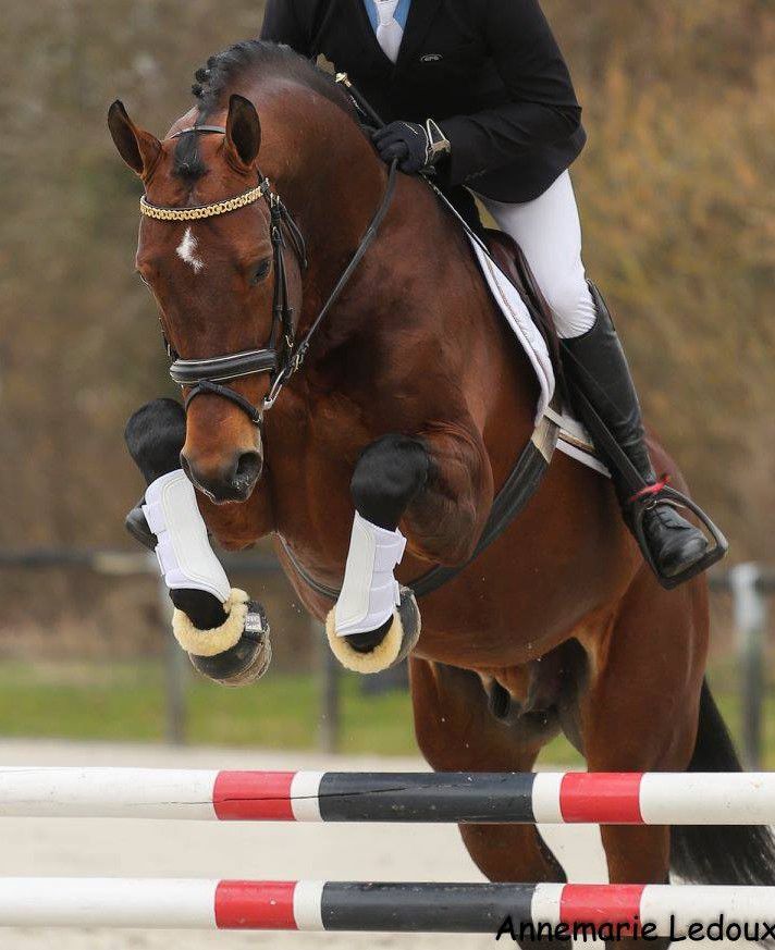 ZZ TOP - KWPN Cavallo da Sport Neerlandese 2004 ,  Glock's Tango