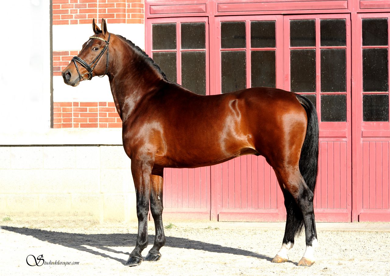 ZZ TOP - KWPN Cavallo da Sport Neerlandese 2004 ,  Glock's Tango