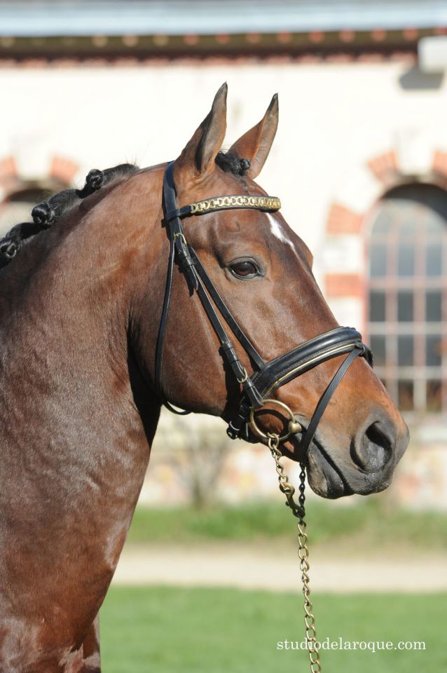 ZZ TOP - KWPN Cavallo da Sport Neerlandese 2004 ,  Glock's Tango