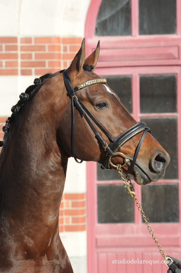 ZZ TOP - KWPN Cavallo da Sport Neerlandese 2004 ,  Glock's Tango