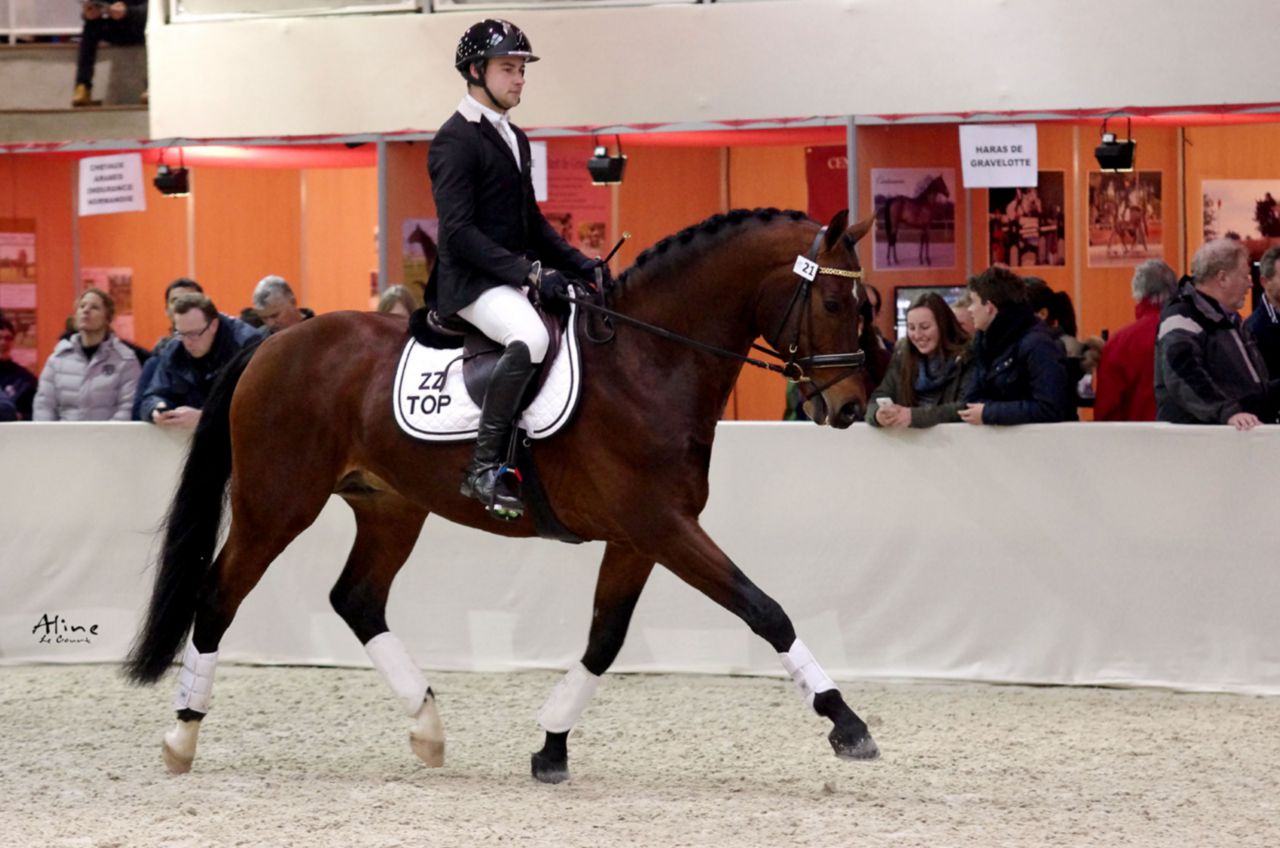 ZZ TOP - KWPN Cavallo da Sport Neerlandese 2004 ,  Glock's Tango