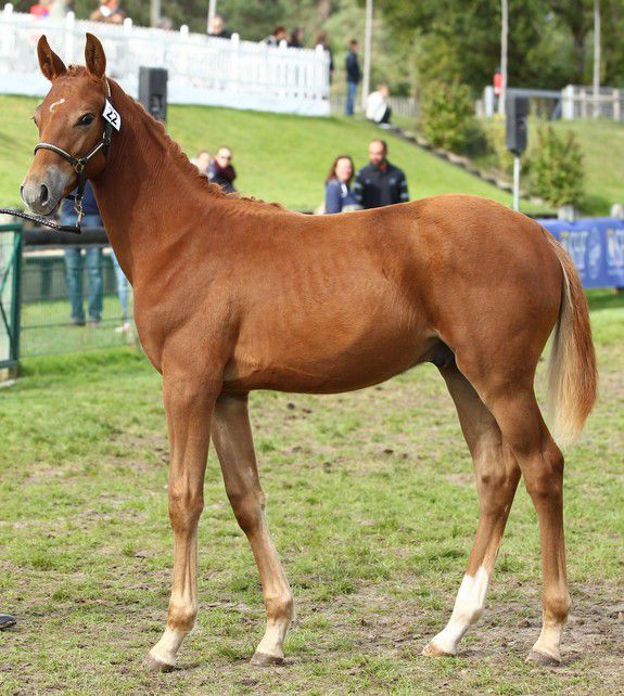 ZZ TOP - KWPN Cavallo da Sport Neerlandese 2004 ,  Glock's Tango