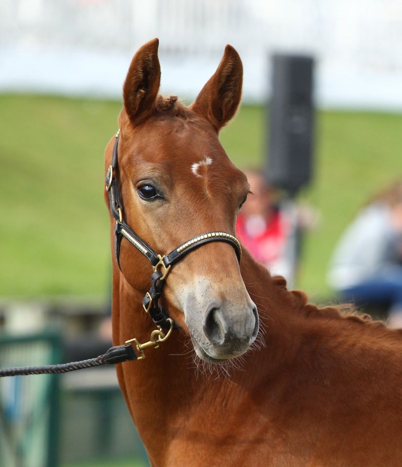 ZZ TOP - KWPN Cavallo da Sport Neerlandese 2004 ,  Glock's Tango