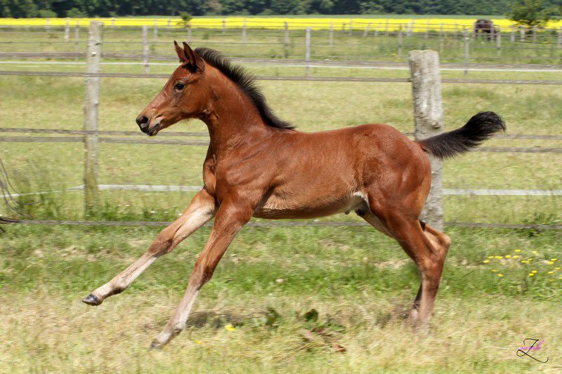 ZZ TOP - KWPN Cavallo da Sport Neerlandese 2004 ,  Glock's Tango