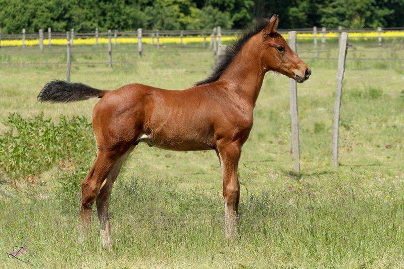 ZZ TOP - KWPN Cavallo da Sport Neerlandese 2004 ,  Glock's Tango