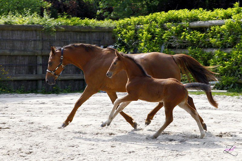ZZ TOP - KWPN Cavallo da Sport Neerlandese 2004 ,  Glock's Tango