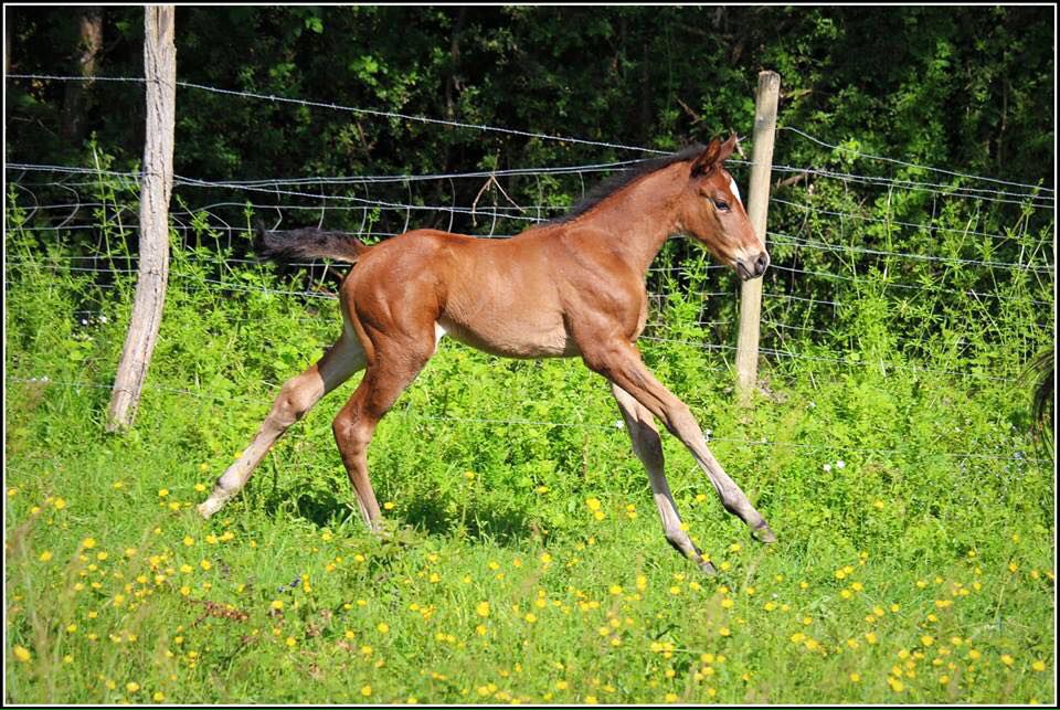 ZZ TOP - KWPN Cavallo da Sport Neerlandese 2004 ,  Glock's Tango