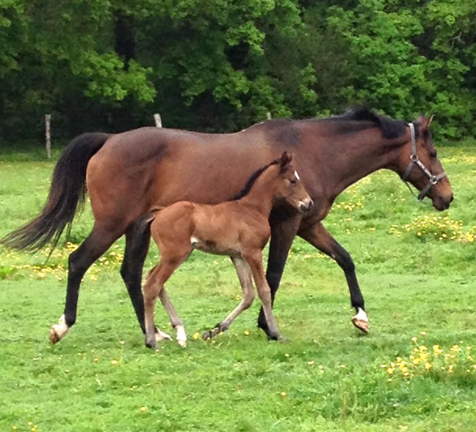 ZZ TOP - KWPN Cavallo da Sport Neerlandese 2004 ,  Glock's Tango