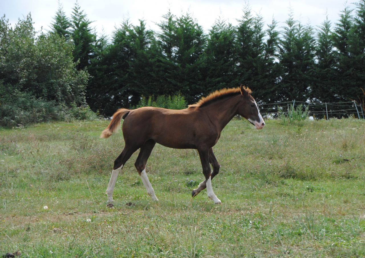 ZZ TOP - KWPN Cavallo da Sport Neerlandese 2004 ,  Glock's Tango