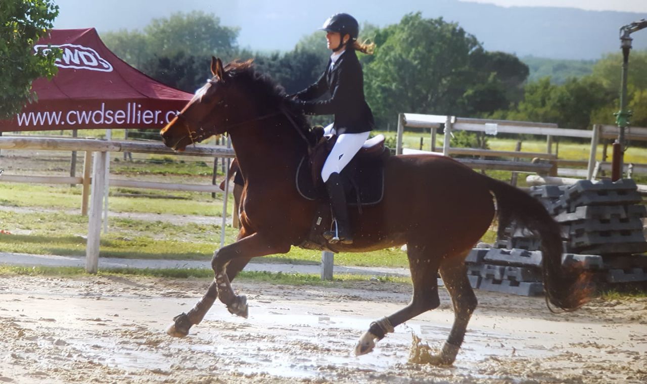 ZZ TOP - KWPN Cavallo da Sport Neerlandese 2004 ,  Glock's Tango