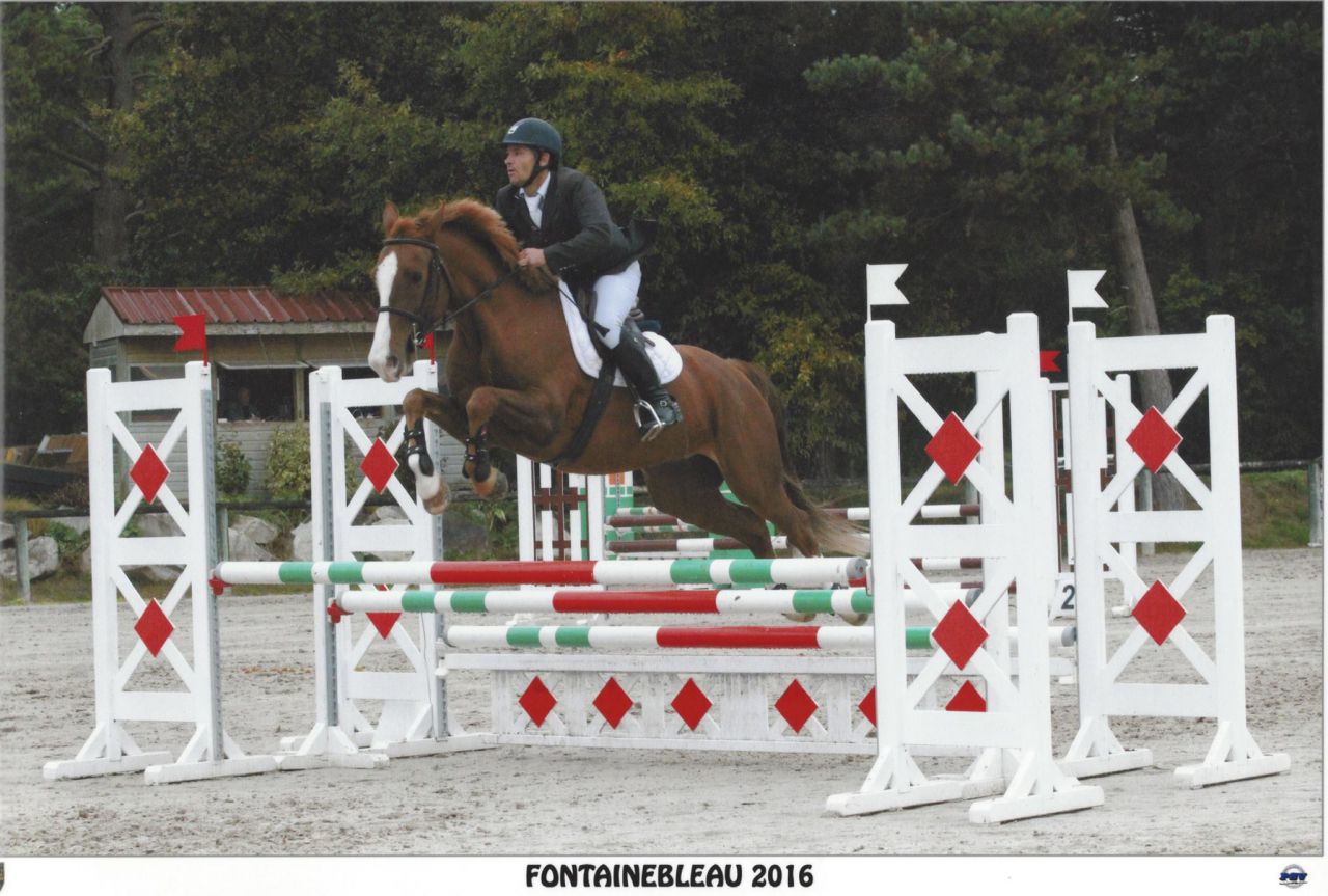 ZZ TOP - KWPN Cavallo da Sport Neerlandese 2004 ,  Glock's Tango