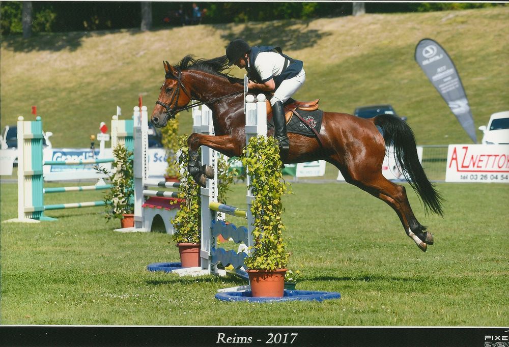 ZZ TOP - KWPN Cavallo da Sport Neerlandese 2004 ,  Glock's Tango