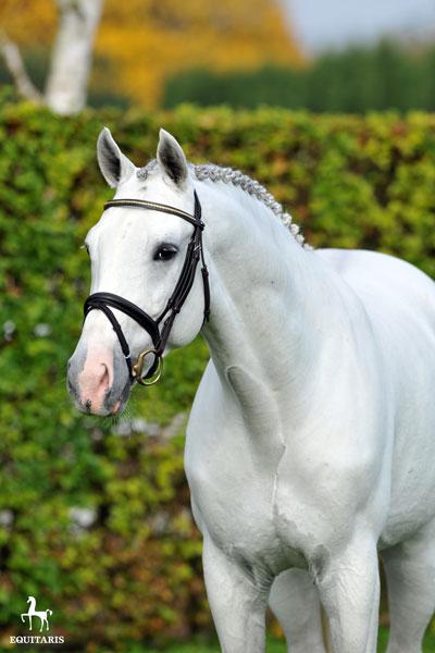 Colestus - Westphalien 2006 ,  CORNET OBOLENSKY