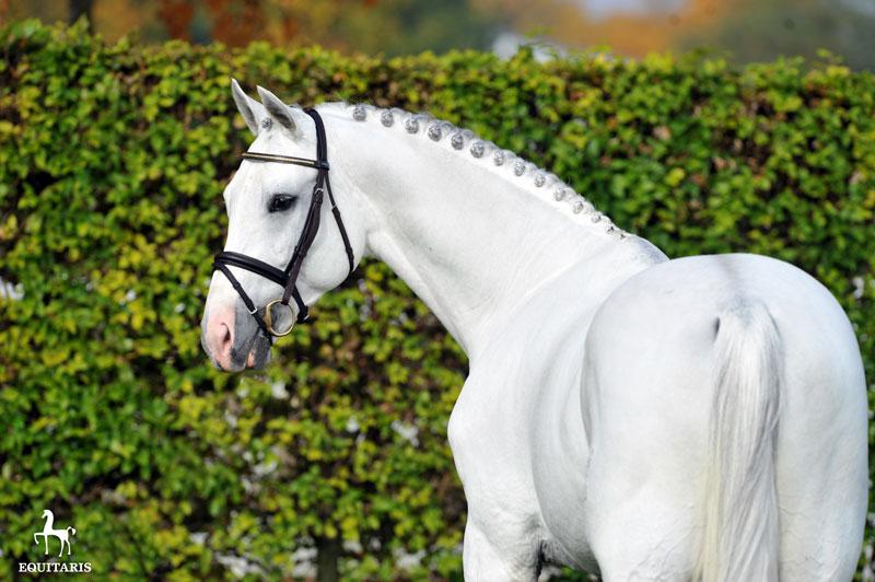 Colestus - Westphalien 2006 ,  CORNET OBOLENSKY