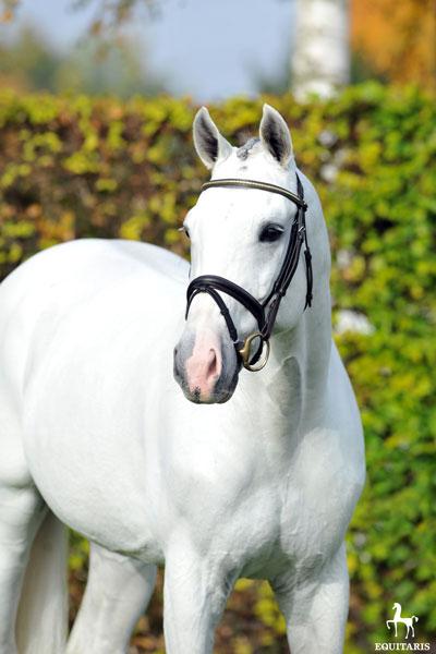 Colestus - Westphalien 2006 ,  CORNET OBOLENSKY