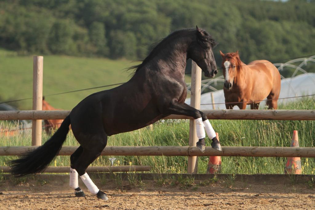 TENORIO DE VERLIN - PRE Andaluso 2007 ,  NIGER V