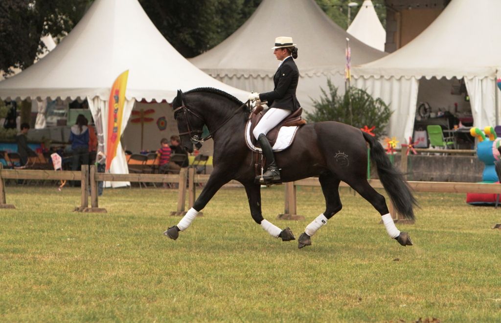 TENORIO DE VERLIN - PRE Andaluso 2007 ,  NIGER V