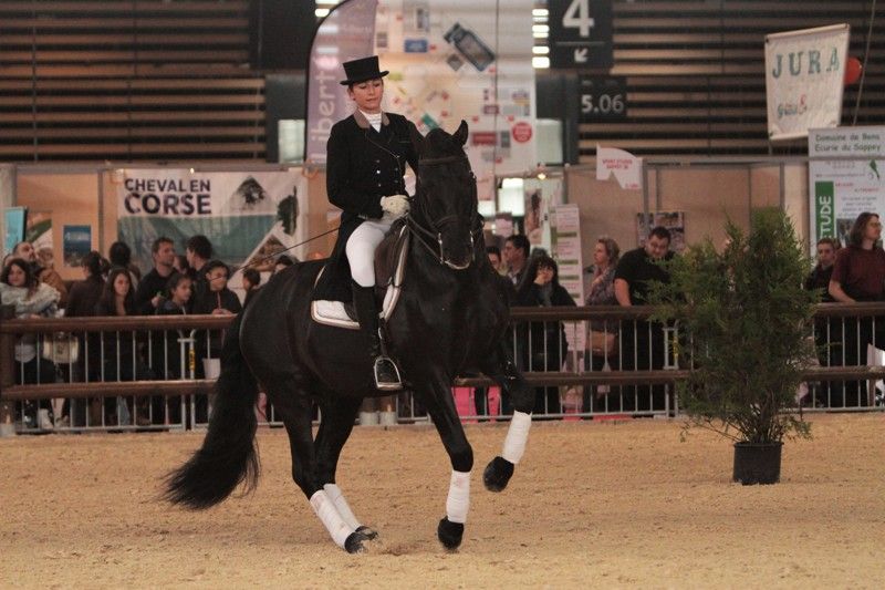TENORIO DE VERLIN - PRE Andaluso 2007 ,  NIGER V