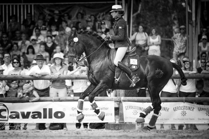 TENORIO DE VERLIN - PRE Andaluso 2007 ,  NIGER V