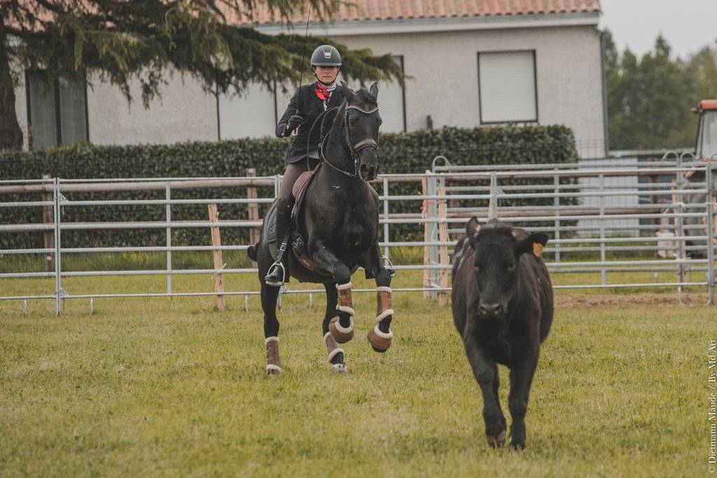 TENORIO DE VERLIN - PRE Andaluso 2007 ,  NIGER V