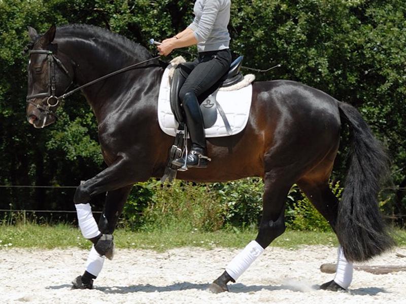 Telguero SBA - PRE Andaluso 2007 ,  ENGANOSO VI