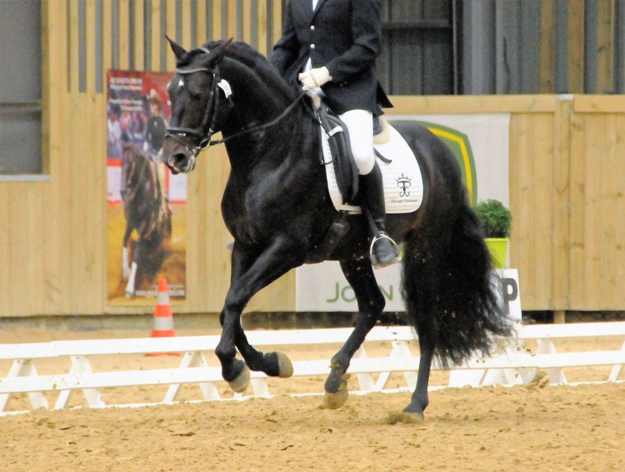 Telguero SBA - PRE Andaluso 2007 ,  ENGANOSO VI