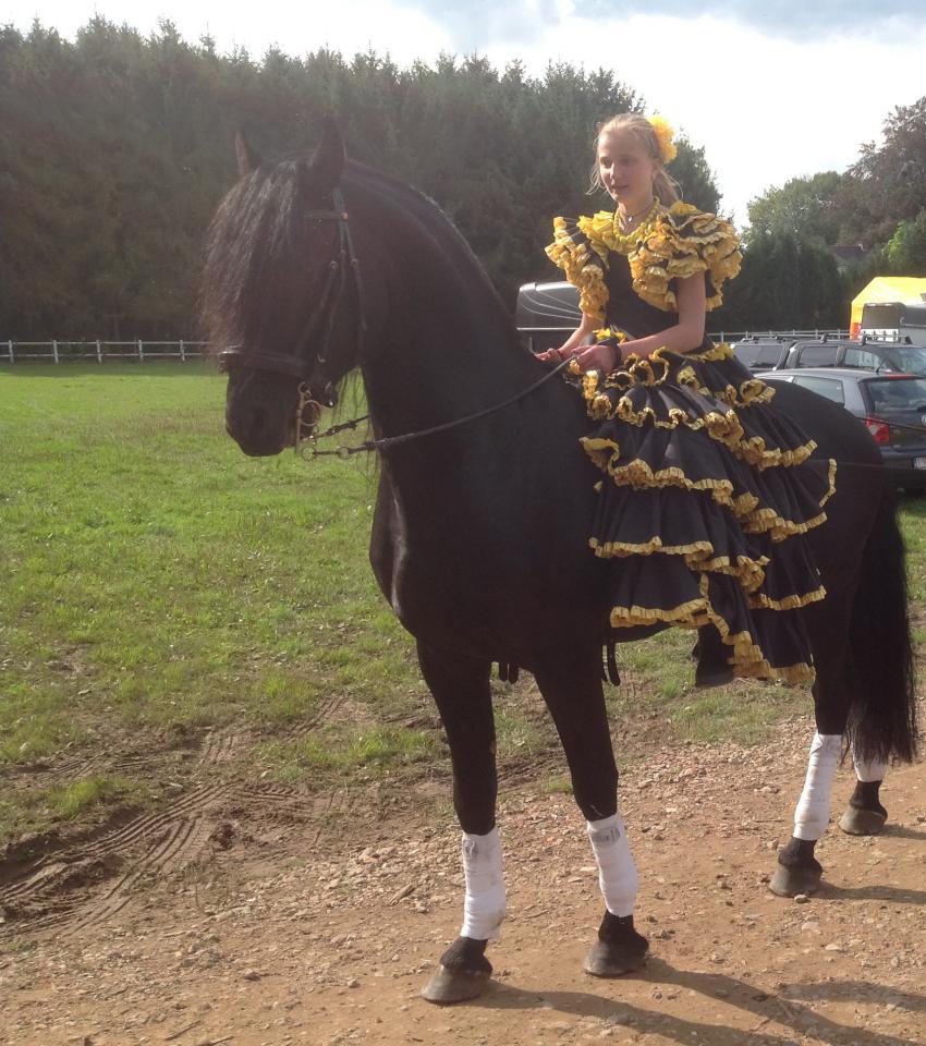 DARK VREDESTICHTER 022 - Arabo Frisone 2007