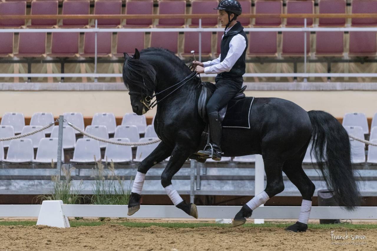 DARK VREDESTICHTER 022 - Arabo Frisone 2007