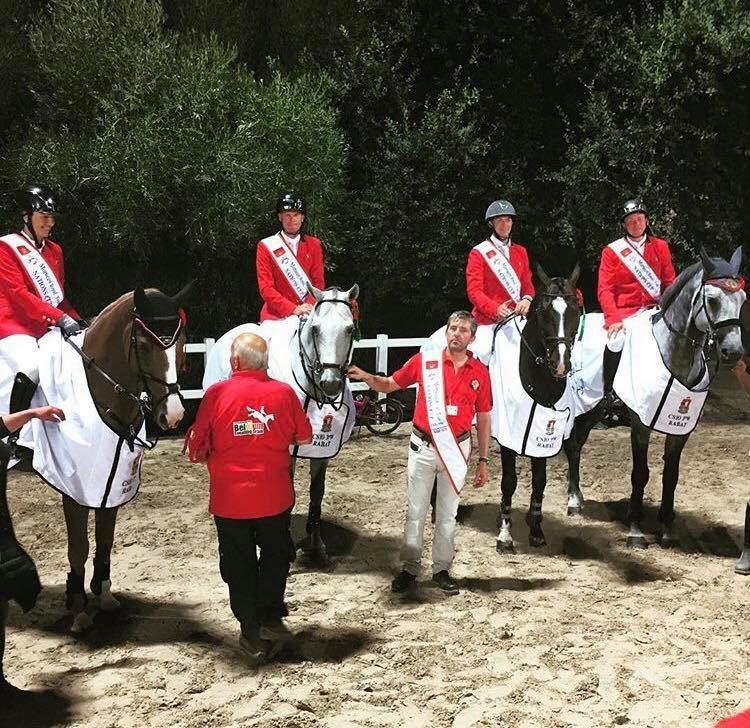 Garfield des Templiers - BWP Cavallo da Sangue Belgio 2006 ,  Quazimondo z