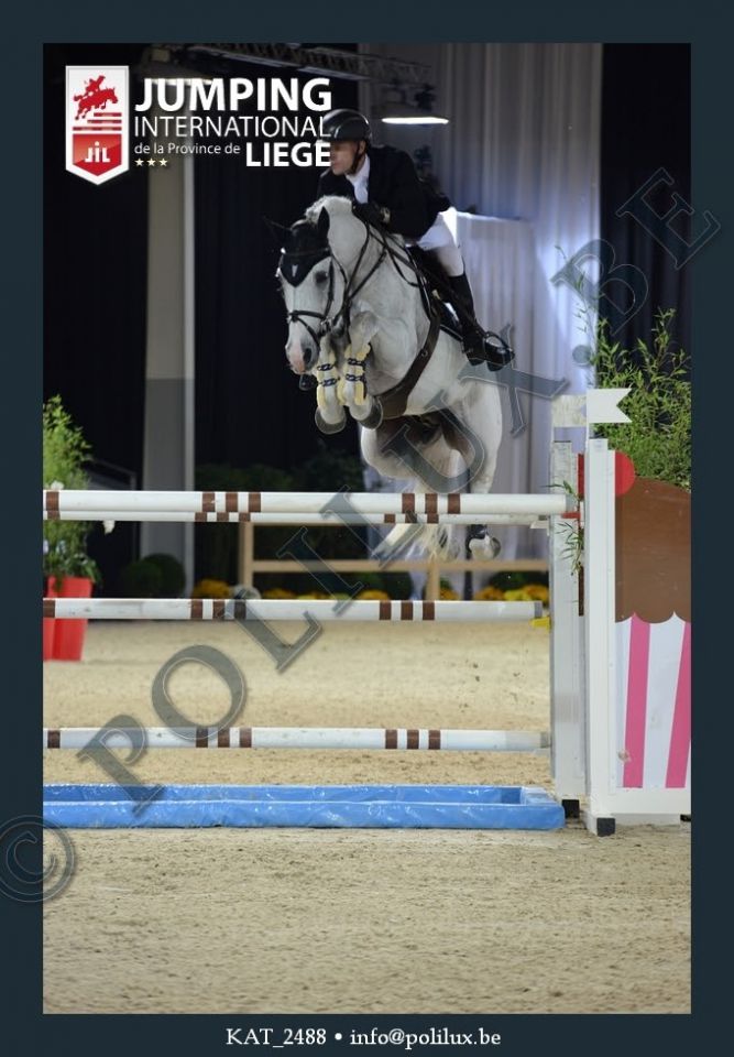 Garfield des Templiers - BWP Cavallo da Sangue Belgio 2006 ,  Quazimondo z