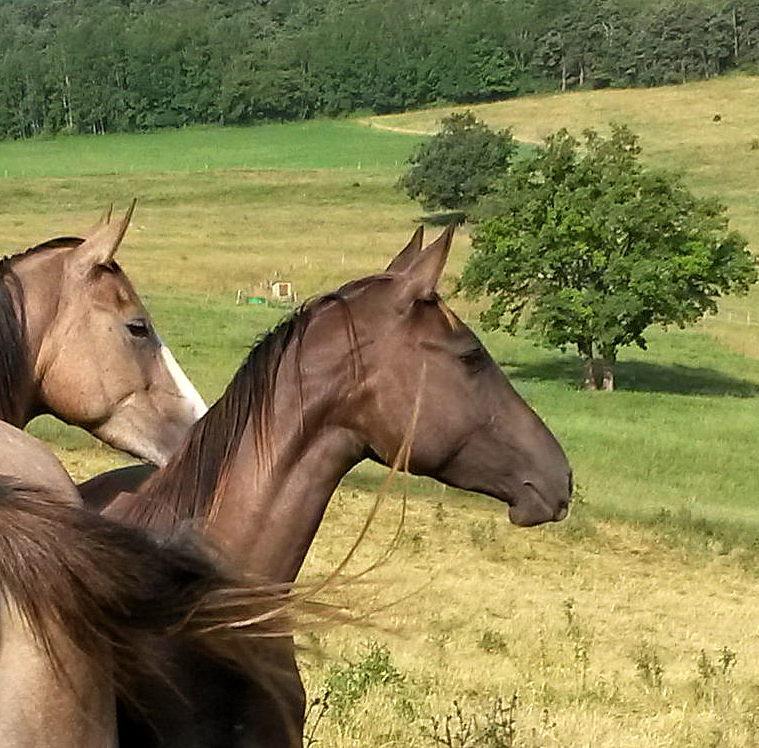 Cavalla Akhal Teke In vendita 2012 Isabella ,  Argo