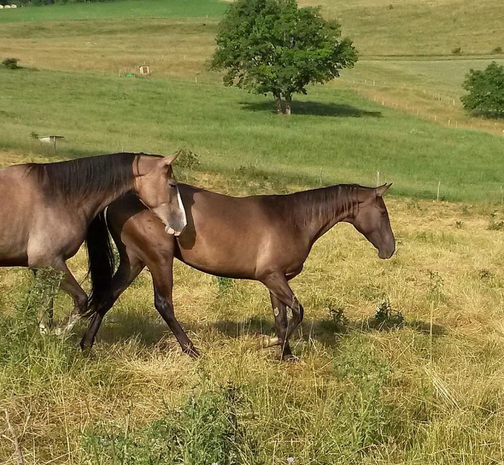 Cavalla Akhal Teke In vendita 2012 Isabella ,  Argo