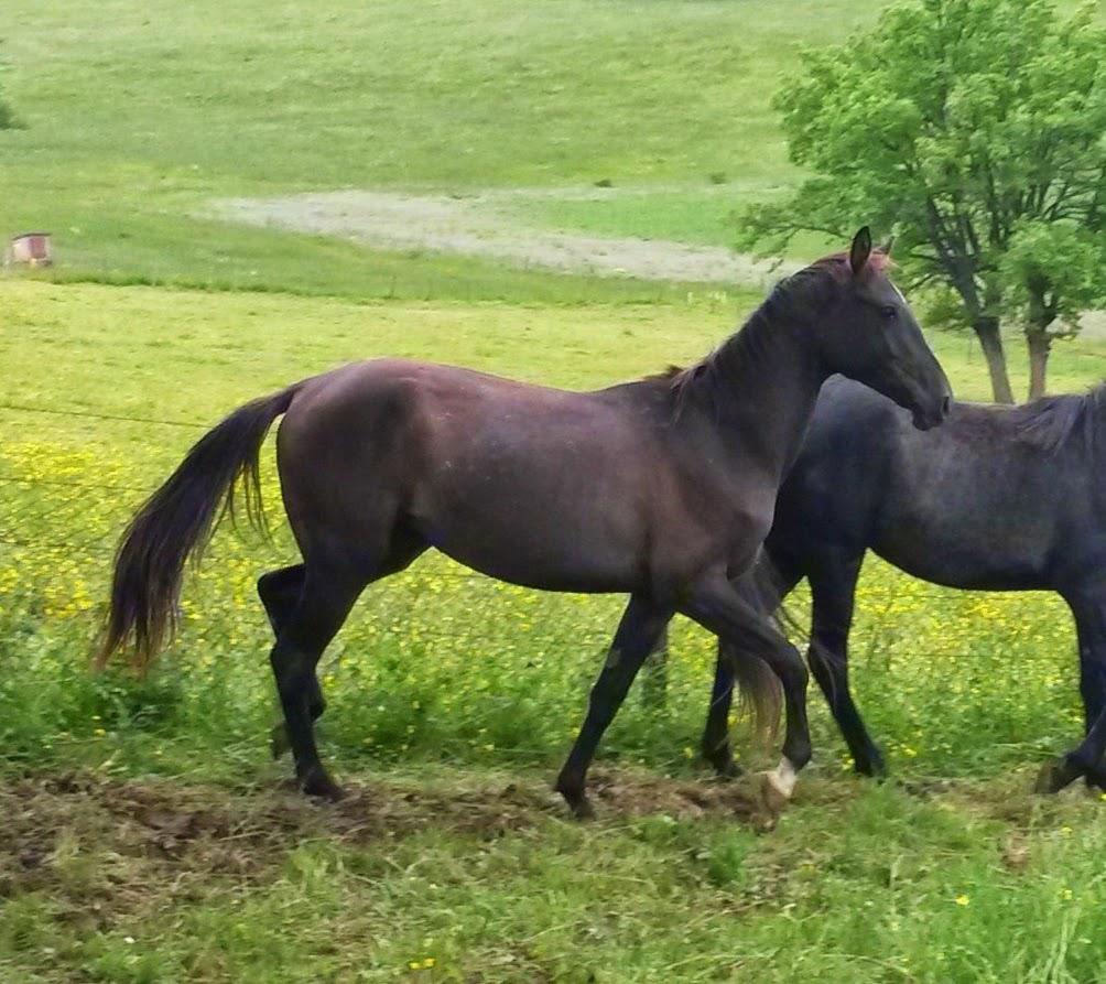 Cavalla Akhal Teke In vendita 2012 Isabella ,  Argo