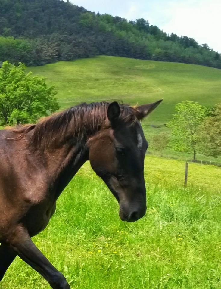 Cavalla Akhal Teke In vendita 2012 Isabella ,  Argo