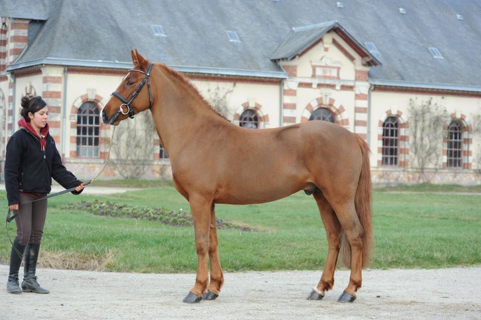 ROCKENROL GEVAUDAN - New Forest 2005 ,  IVOIRE DE CIVRY 