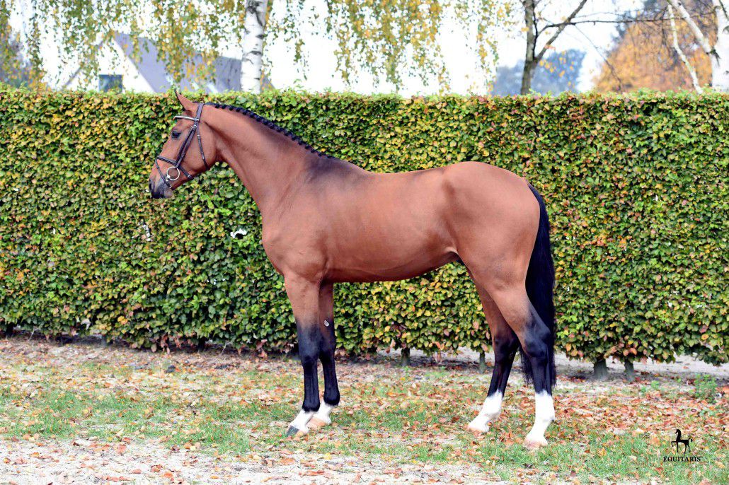 Comme le père - Rheinlander 2014 ,  Comme il faut