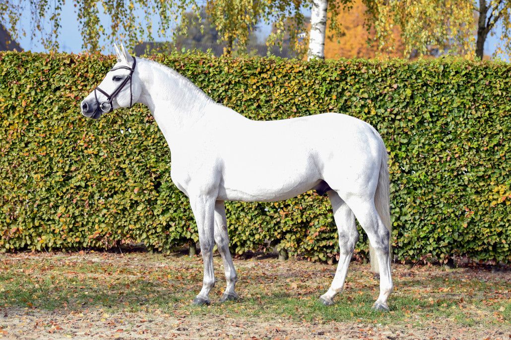 Convall - Holsteiner 2007 ,  COLMAN