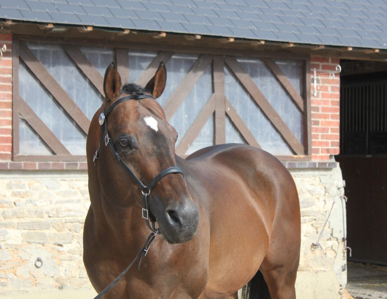 TOUCH DOWN - Purosangue Inglese 1998 ,  Dashing Blade