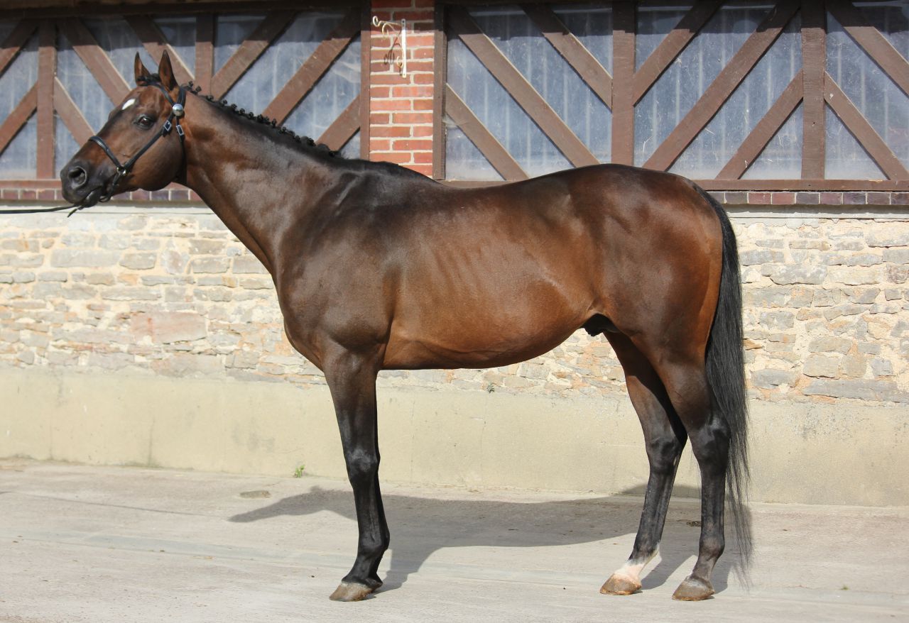 TOUCH DOWN - Purosangue Inglese 1998 ,  Dashing Blade