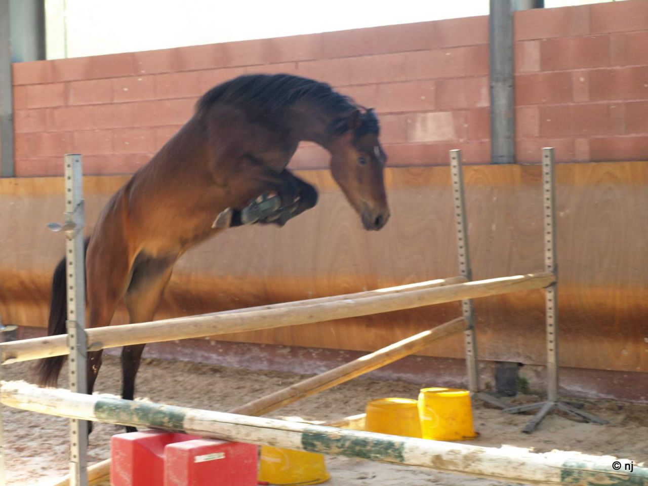 Cavalla New Forest In vendita 2010 Baio ,  SILVERLEA SIMPLY RED