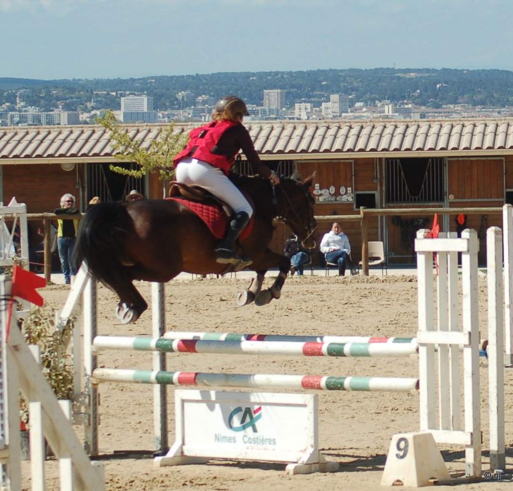 Cavalla New Forest In vendita 2010 Baio ,  SILVERLEA SIMPLY RED