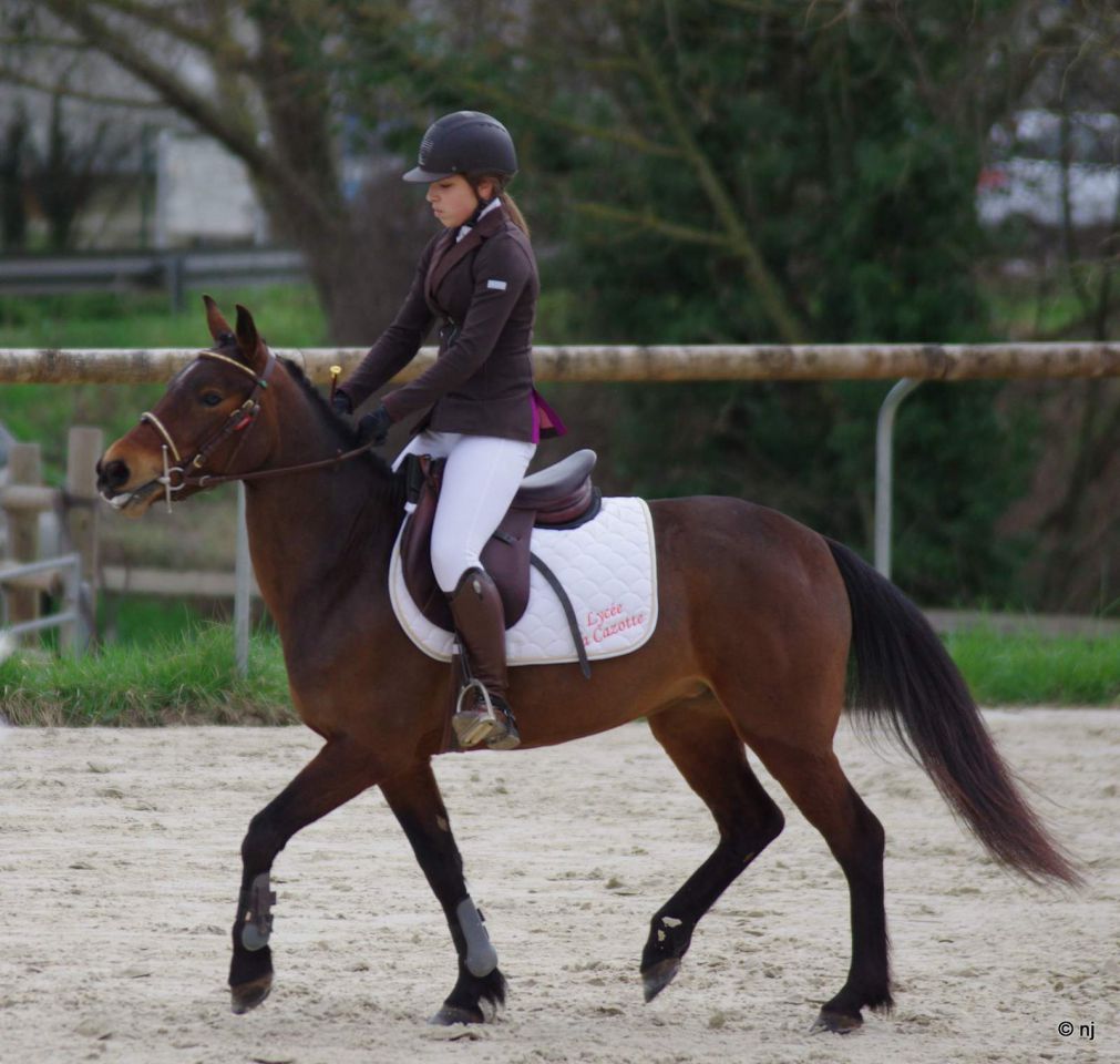 Cavalla New Forest In vendita 2010 Baio ,  SILVERLEA SIMPLY RED