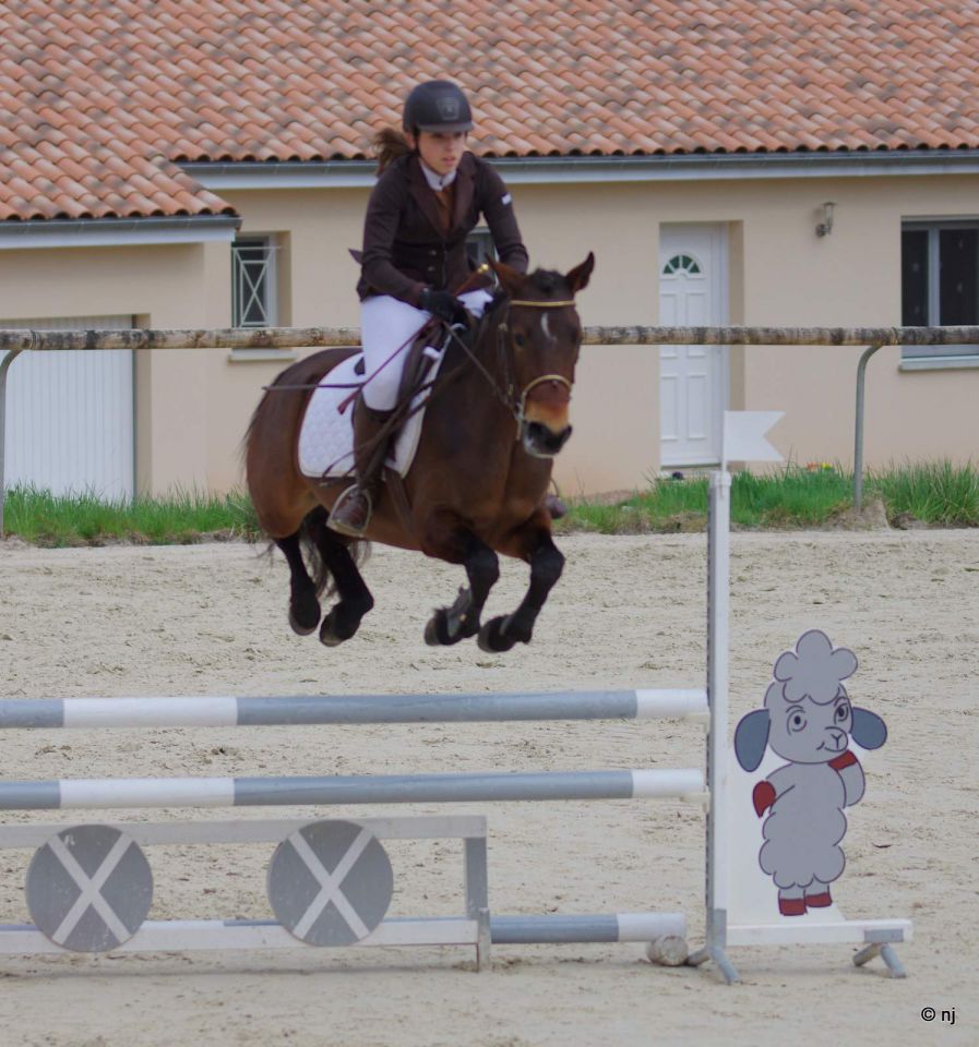 Cavalla New Forest In vendita 2010 Baio ,  SILVERLEA SIMPLY RED