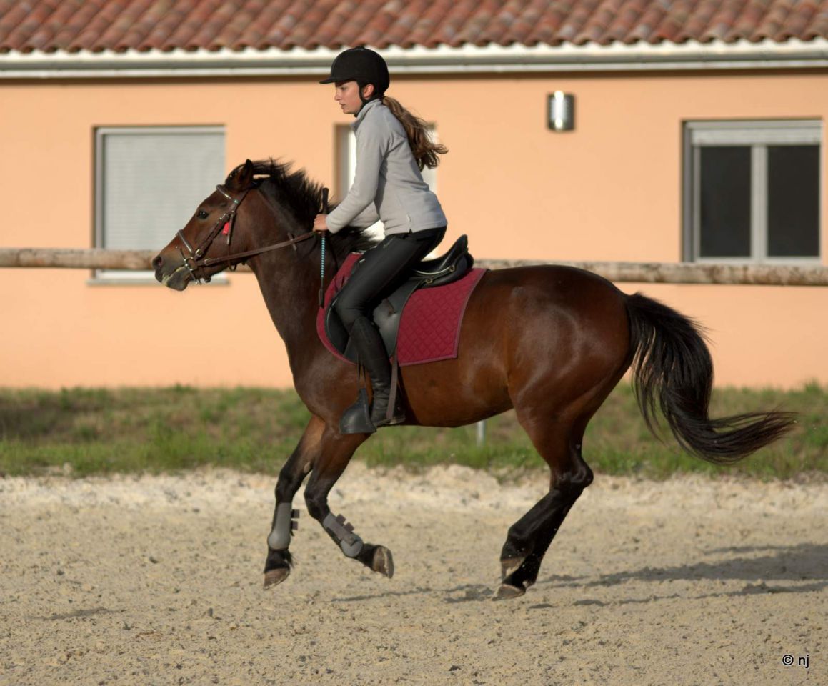 Cavalla New Forest In vendita 2010 Baio ,  SILVERLEA SIMPLY RED