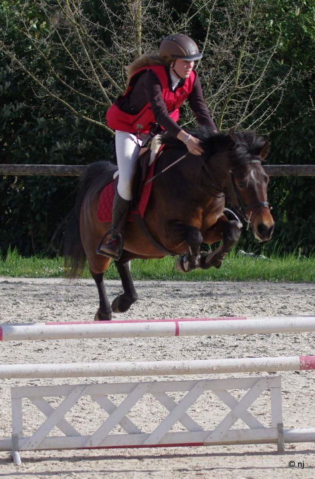 Cavalla New Forest In vendita 2010 Baio ,  SILVERLEA SIMPLY RED