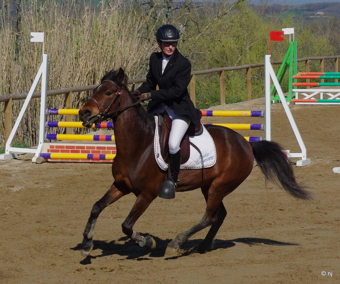 Cavalla New Forest In vendita 2010 Baio ,  SILVERLEA SIMPLY RED