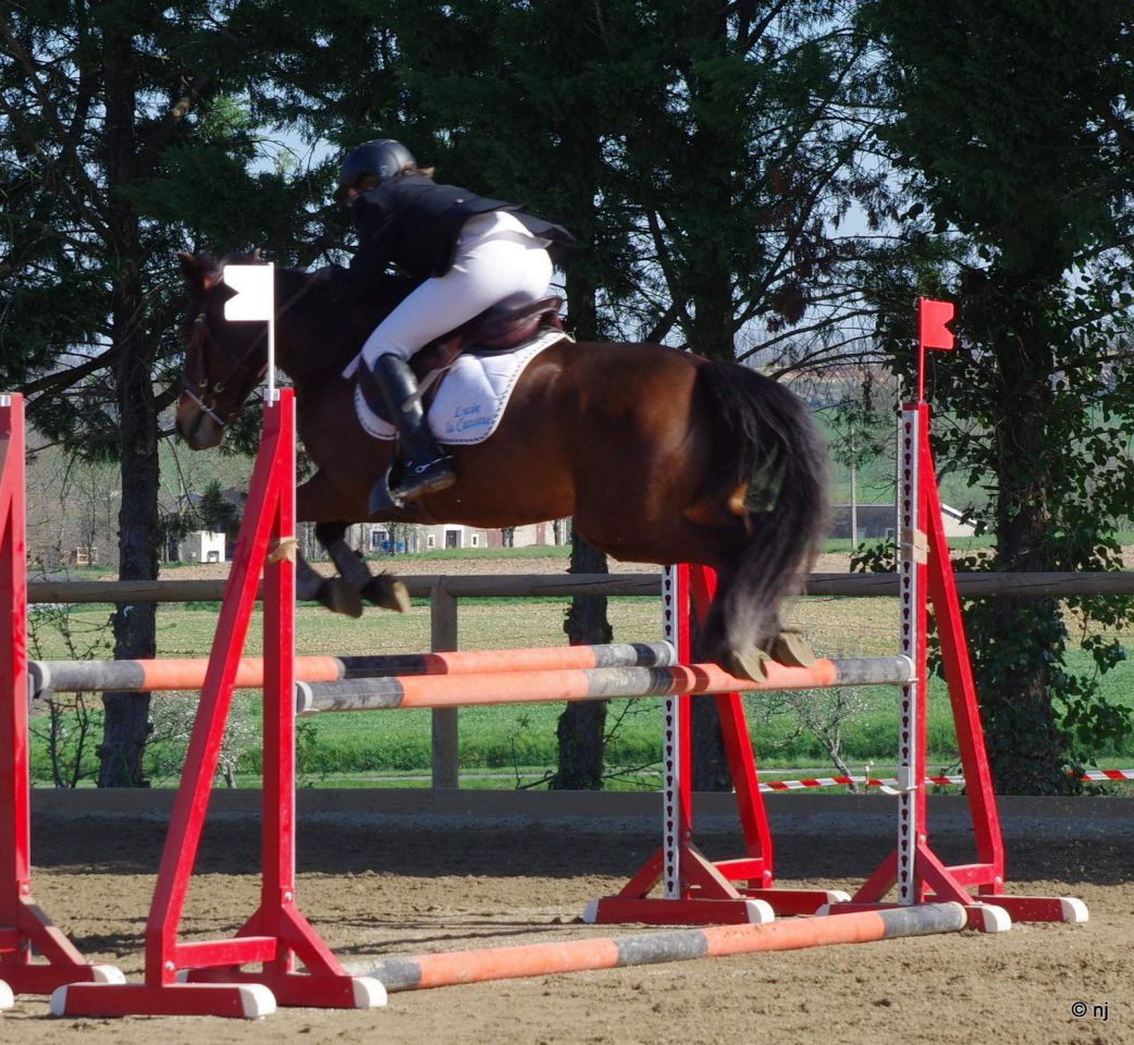 Cavalla New Forest In vendita 2010 Baio ,  SILVERLEA SIMPLY RED